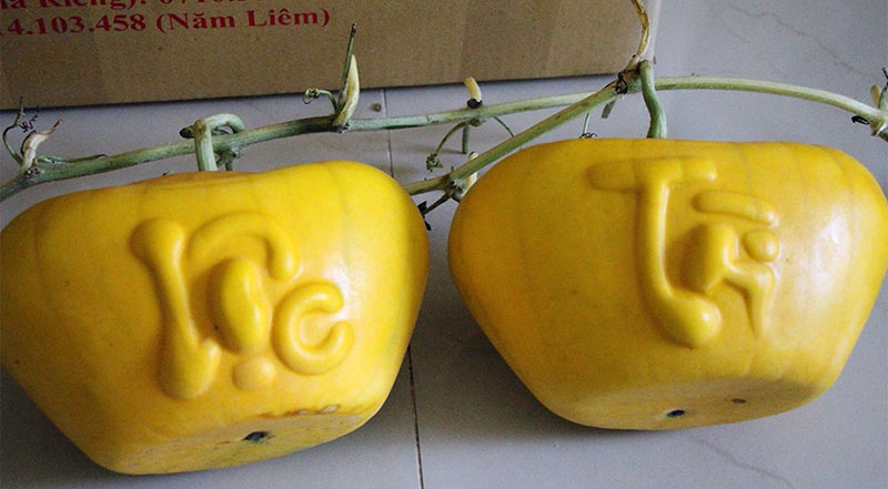 Dưa hấu thỏi vàng 3,5 triệu/cặp: Vào tận ruộng tranh mua Dưa hấu thỏi vàng 3,5 triệu/cặp: Vào tận ruộng tranh mua